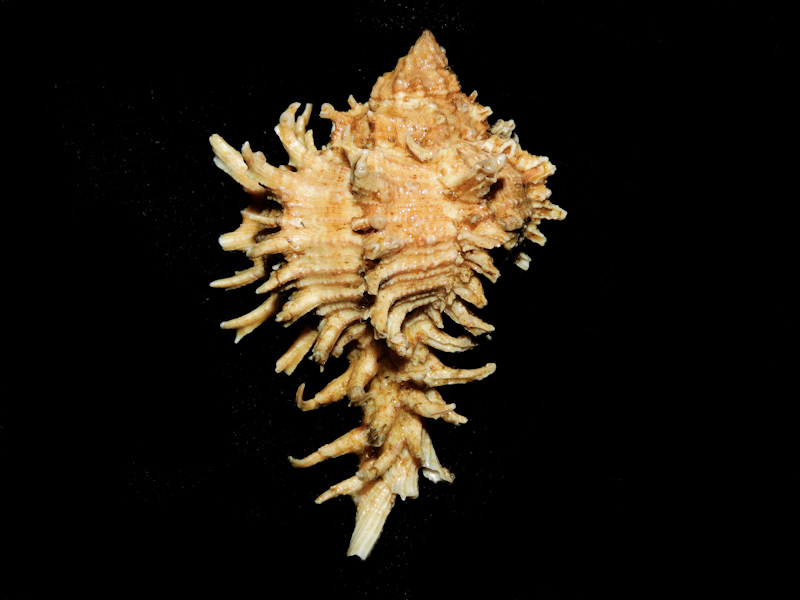 Hexaplex fulvescens 2 ½” or 59.98mm. w/o "Dwarf" #700447