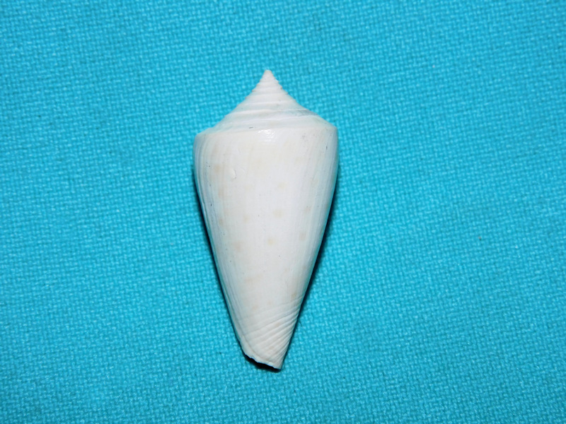 Seminoleconus diegelae 1 1/2" or 35.25mm.Superb Brantley #16874 Seminoleconus diegelae 1 1/2" or 35.25mm.Superb Brantley #16874