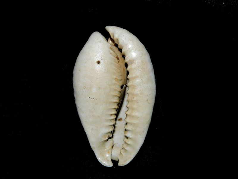 Siphocypraea micanopy 1 7/8” or 47.59mm."Ultra-Rare"#17701
