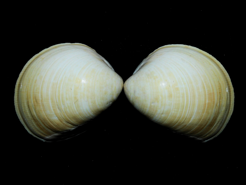 Laevicardium serratum 2” or 50.03mm.-Sanibel Lot#16824 Laevicardium serratum 2” or 50.03mm.-Sanibel Lot#16824