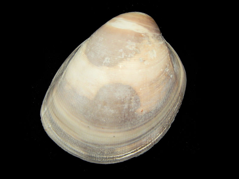 Laevicardium serratum 2" or 51.45mm.-Golden Gate-Lot#16462 Laevicardium serratum 2" or 51.45mm.-Golden Gate-Lot#16462