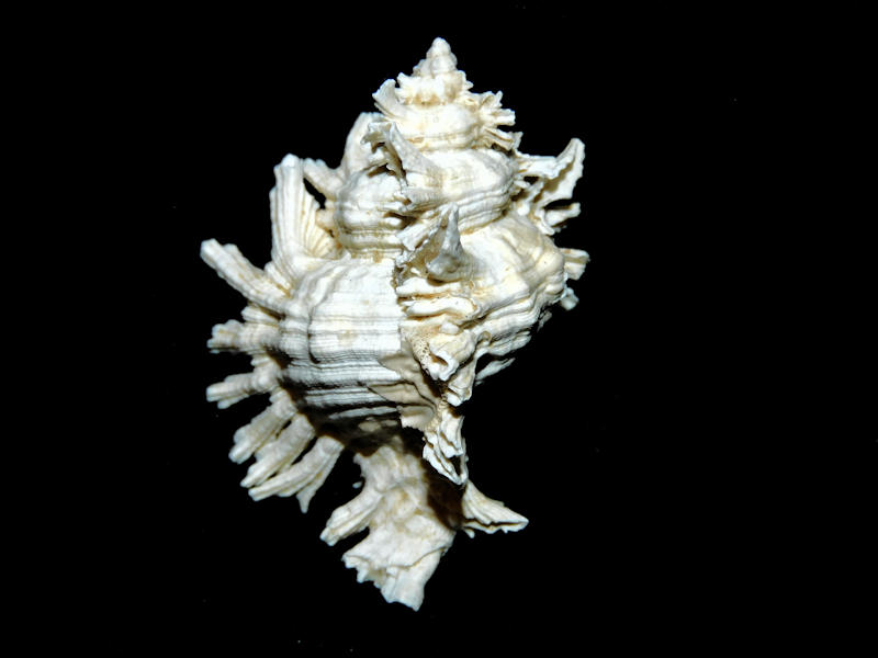Chicoreus floridanus 1 7/8” or 47.35mm."7 Frond"#700955 - Click Image to Close