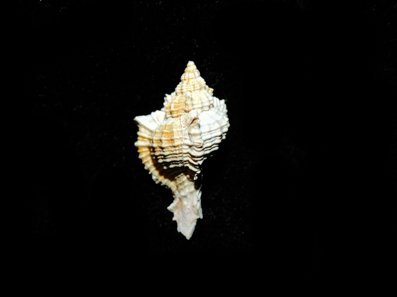 Siratus sextoni 21.55mm."Rare Chipola" #700455