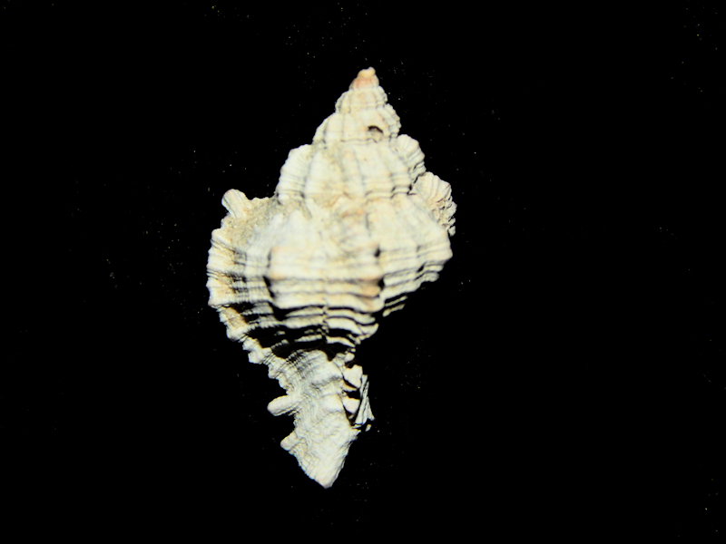 Chicoreus (Siratus) sextoni 22.54mm.-Ultra-Rare Lot#16783 Chicoreus (Siratus) sextoni 22.54mm.-Ultra-Rare Lot#16783