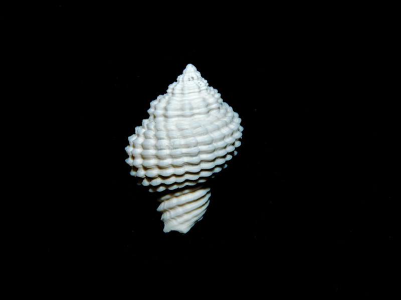 Solenosteira (Hanetia) mulepenensis 23.47mm. "Superb"#17377 Solenosteira (Hanetia) mulepenensis 23.47mm. "Superb"#17377
