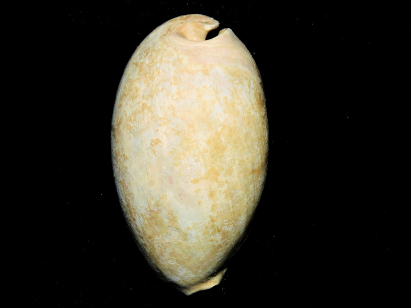Okeechobea shawnae 2 5/8” or 64.97mm.Ultra-Rare#16866 Okeechobea shawnae 2 5/8” or 64.97mm.Ultra-Rare#16866