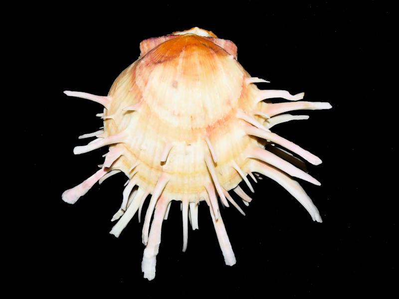 Spondylus americanus 4 7/8” or 122.50mm."Shrimper Beauty"#700022 Spondylus americanus 4 7/8” or 122.50mm."Shrimper Beauty"#700022