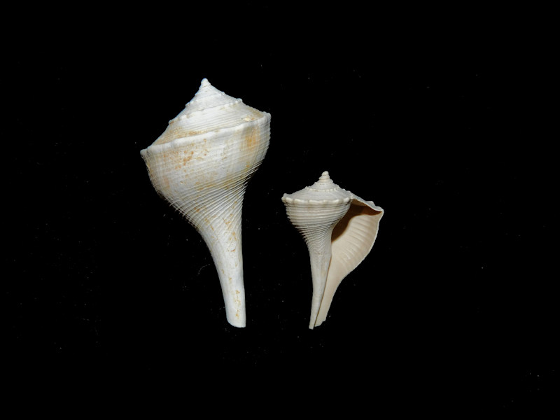 Pyruella sicyoides (2)31.73mm & 20.31mm. Chipola 17213