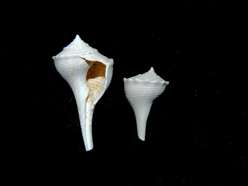Pyruella sicyoides (2)31.73mm & 20.31mm. Chipola 17213 - Click Image to Close