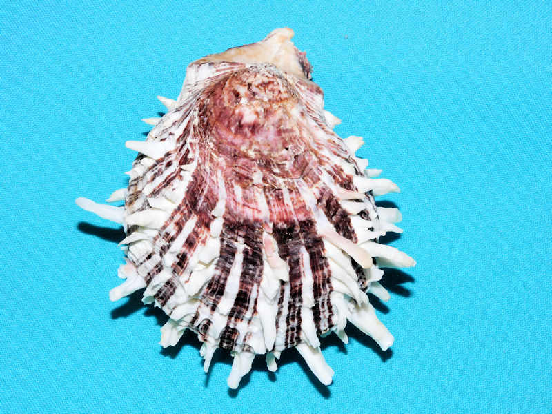 Spondylus sinensis 4 1/8” or 103.90mm."Superb"#700019