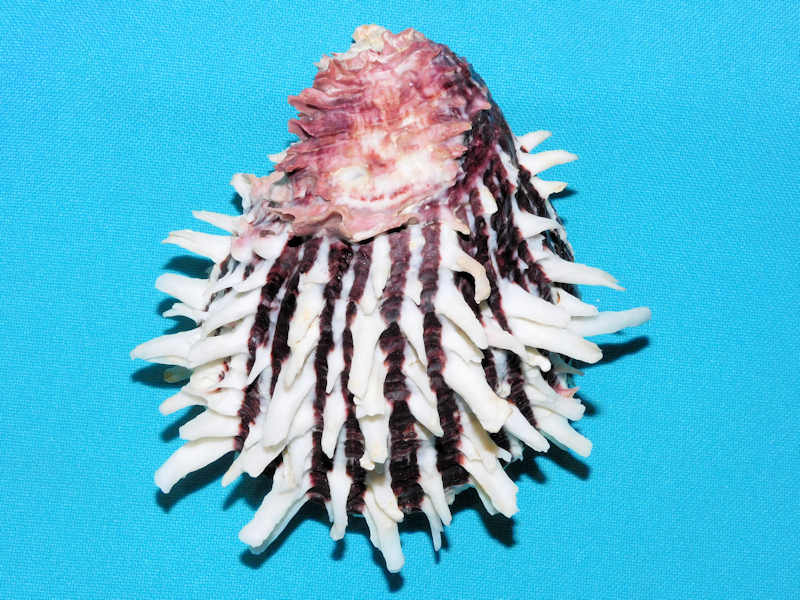 Spondylus sinensis 4 1/8” or 103.90mm."Superb"#700019 - Click Image to Close