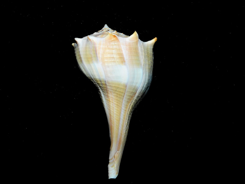 Sinistrofulgur sinistrum 4 ¾” or 118.57mm. w/o "Sanibel #17138 Sinistrofulgur sinistrum 4 ¾” or 118.57mm. w/o "Sanibel #17138