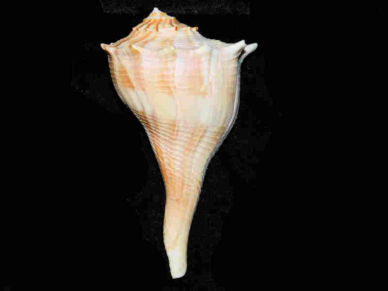 Sinistrofulgur sinistrum 4 7/8” or 122.97mm. w/o"Sanibel" Lot#17928 (image for) Sinistrofulgur sinistrum 4 7/8” or 122.97mm. w/o"Sanibel" Lot#17928