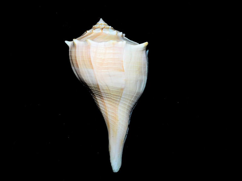 Sinistrofulgur sinistrum 5 1/8” or 130.75mm. w/o "Sanibel"#17289 Sinistrofulgur sinistrum 5 1/8” or 130.75mm. w/o "Sanibel"#17289