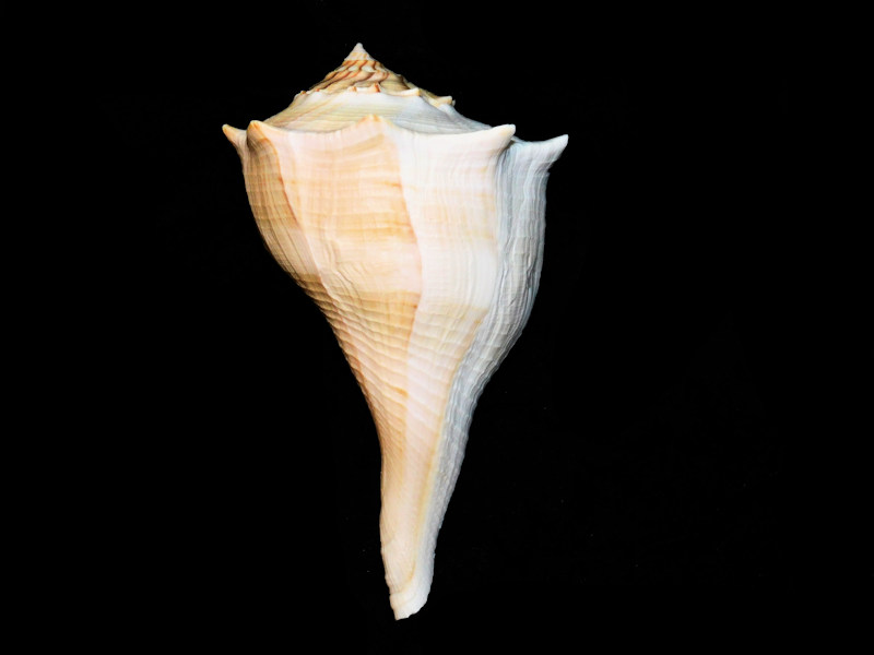 Sinistrofulgur sinistrum 5 ¾” or 146.35mm. w/o "Sanibel" #17515 Sinistrofulgur sinistrum 5 ¾” or 146.35mm. w/o "Sanibel" #17515