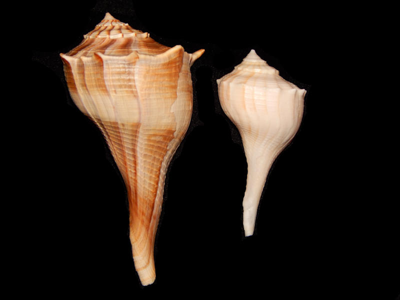 Sinistrofulgur sinistrum 5 3/8” & 3 5/8”w/o-Lot#11724 Sinistrofulgur sinistrum 5 3/8” & 3 5/8”w/o-Lot#11724