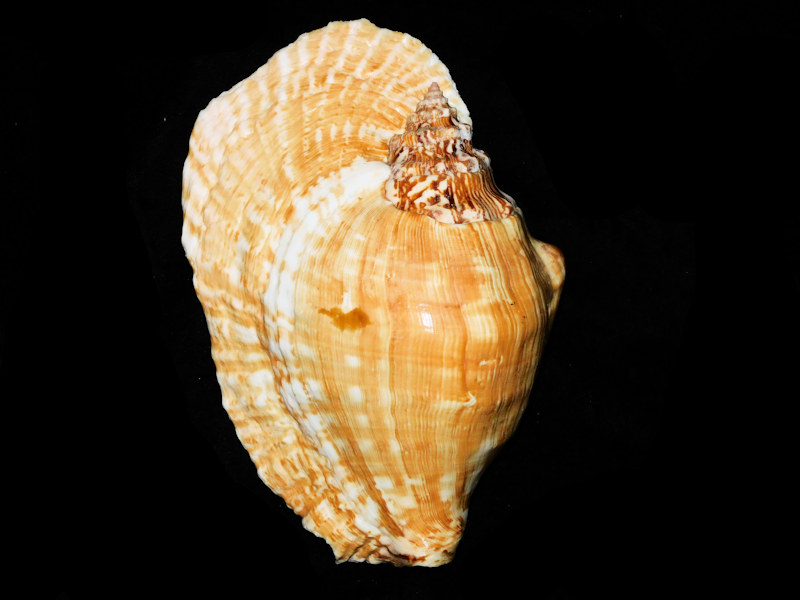 Sinustrombus latissimus 7 ¾” or 198.54mm. "LG Adult" #700794 Sinustrombus latissimus 7 ¾” or 198.54mm. "LG Adult" #700794