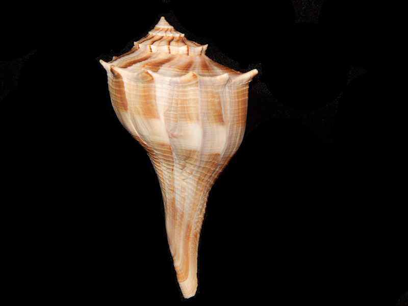 Sinistrofulgur sinistrum 5 5/8” w/o-Sanibel Island-Lot#11866 Sinistrofulgur sinistrum 5 5/8” w/o-Sanibel Island-Lot#11866