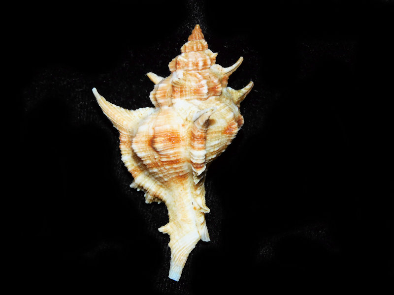 Siratus tenuivaricosus 2 ¼” or 56.45mm. w/o."Brazil" #700470 Siratus tenuivaricosus 2 ¼” or 56.45mm. w/o."Brazil" #700470