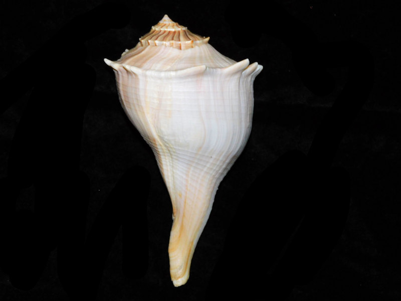 Sinistrofulgur sinistrum 6 ½” or 162.84mm. w/o "Sanibel"#17708 Sinistrofulgur sinistrum 6 ½” or 162.84mm. w/o "Sanibel"#17708