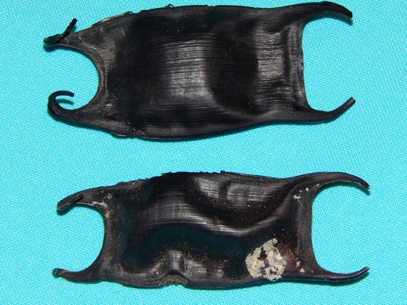 Skate Egg Cases (2)-Sanibel Island, Florida._lot # 10339 Skate Egg Cases (2)-Sanibel Island, Florida._lot # 10339