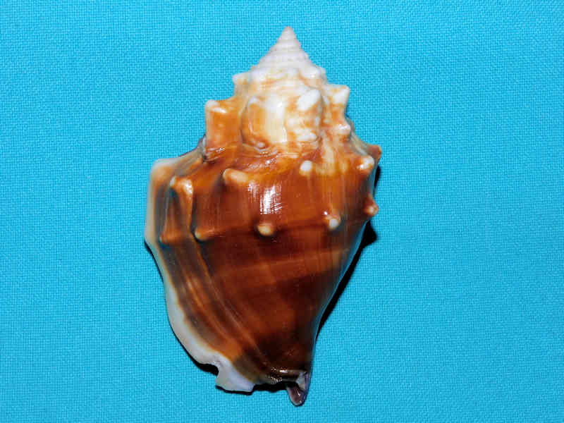 Strombus alatus f. sloani 3 3/8”& 83.66mm.w/o"Purple Lip"#700098 Strombus alatus f. sloani 3 3/8”& 83.66mm.w/o"Purple Lip"#700098