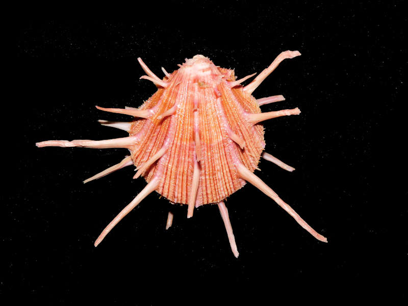 Spondylus regius 3 7/8” or 98.85mm. "Lovely"#700038 - Click Image to Close