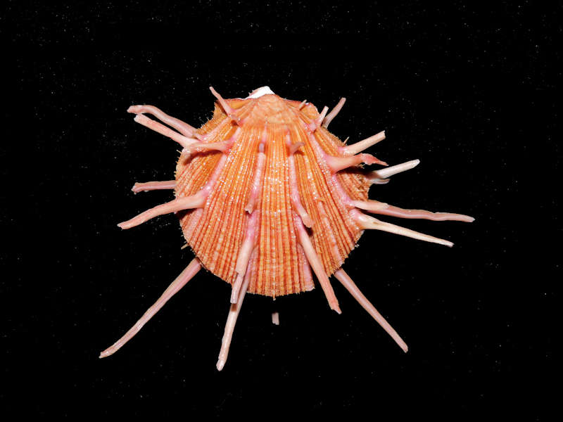 Spondylus regius 3 7/8” or 98.85mm. "Lovely"#700038 - Click Image to Close