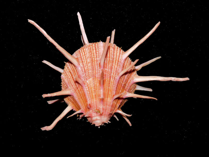 Spondylus regius 3 7/8” or 98.85mm. "Lovely"#700038