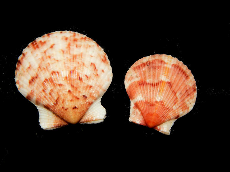 Argopecten gibbus 1 1/8” & 23.02mm -Sanibel Island-Lot#16163 Argopecten gibbus 1 1/8” & 23.02mm -Sanibel Island-Lot#16163