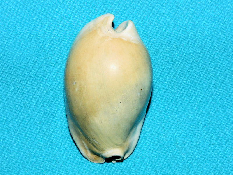 Akleistostoma patula 2 3/8” or 59.90mm.Gorgeous Specimen#600055 Akleistostoma patula 2 3/8” or 59.90mm.Gorgeous Specimen#600055