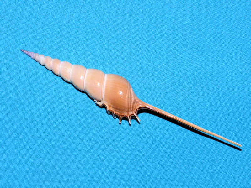 Tibia fusus 6 ¾” or 168.39mm. Bohol #700033 Tibia fusus 6 ¾” or 168.39mm. Bohol #700033