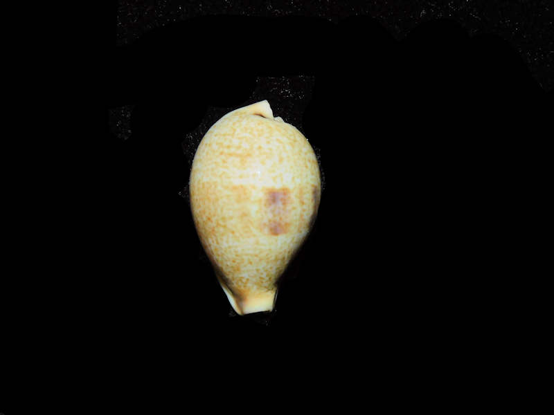 Erronea pyriformis smithi 1” or 25.08mm."Queensland, Australia Lot#17914 (image for) Erronea pyriformis smithi 1” or 25.08mm."Queensland, Australia Lot#17914