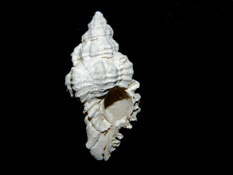 Chicoreus judeae 1 3/4” or 45.69mm. SMR #17238