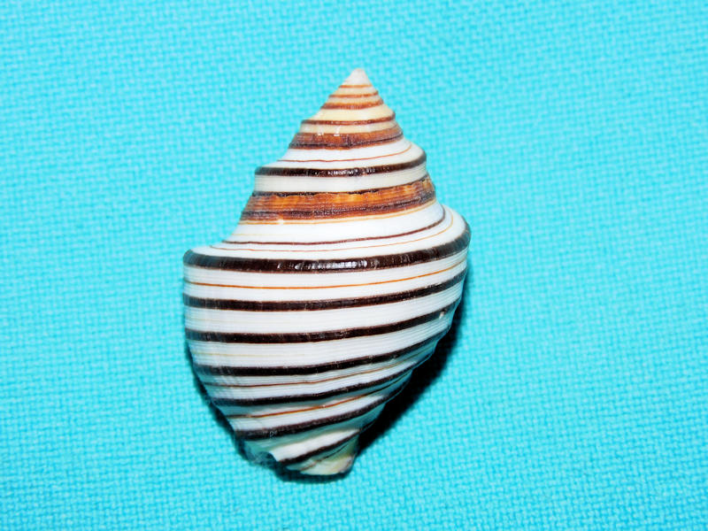 Opeatostoma pseudodon 1 1/2” or 35.28mm. w/o #700498 Opeatostoma pseudodon 1 1/2” or 35.28mm. w/o #700498