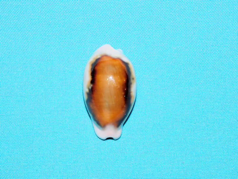 Neobernaya spadicea 1 ¾” or 42.28mm. Catalina #700314 Neobernaya spadicea 1 ¾” or 42.28mm. Catalina #700314