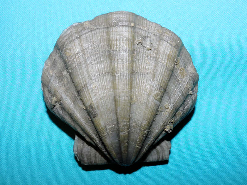Chesapecten quinarius 3 5/8” or 87.85mm. Tall.#800141 Chesapecten quinarius 3 5/8” or 87.85mm. Tall.#800141