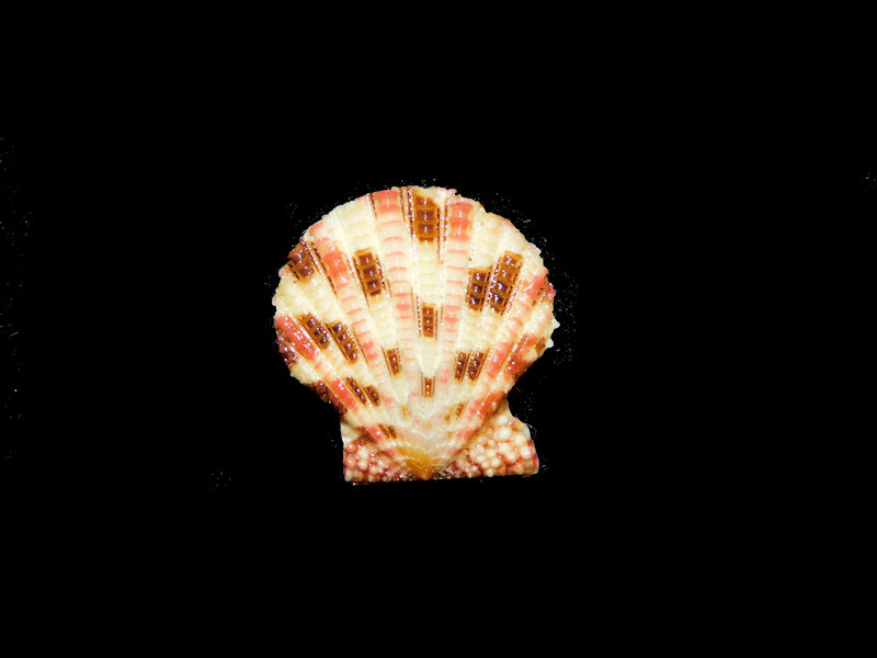 Gloripallium speciosum 17.95mm."Dwarf" #700805 Gloripallium speciosum 17.95mm."Dwarf" #700805