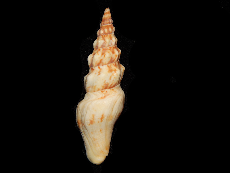 Tiariturris spectabilis 3”-Gulf Of California-West Mex Lot#13349 Tiariturris spectabilis 3”-Gulf Of California-West Mex Lot#13349