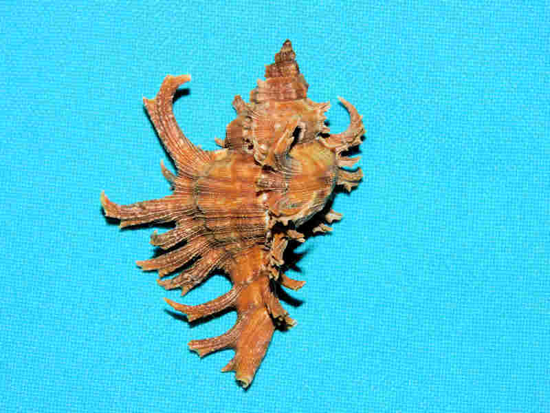 Chicoreus spectrum 2 1/4” or 55.25mm. "Martinique Beauty" Lot#17978 (image for) Chicoreus spectrum 2 1/4” or 55.25mm. "Martinique Beauty" Lot#17978