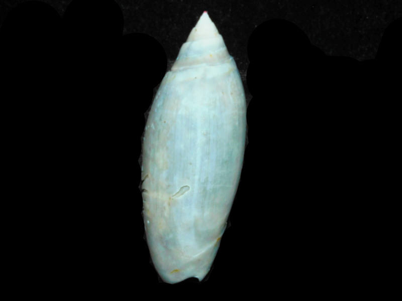 Lindaoliva spengleri 3 ¾” or 95.57mm. Ultra, Ultra,Ultra Rare "Rarest Florida Oliva" LOT#700993G (image for) Lindaoliva spengleri 3 ¾” or 95.57mm. Ultra, Ultra,Ultra Rare "Rarest Florida Oliva" LOT#700993G