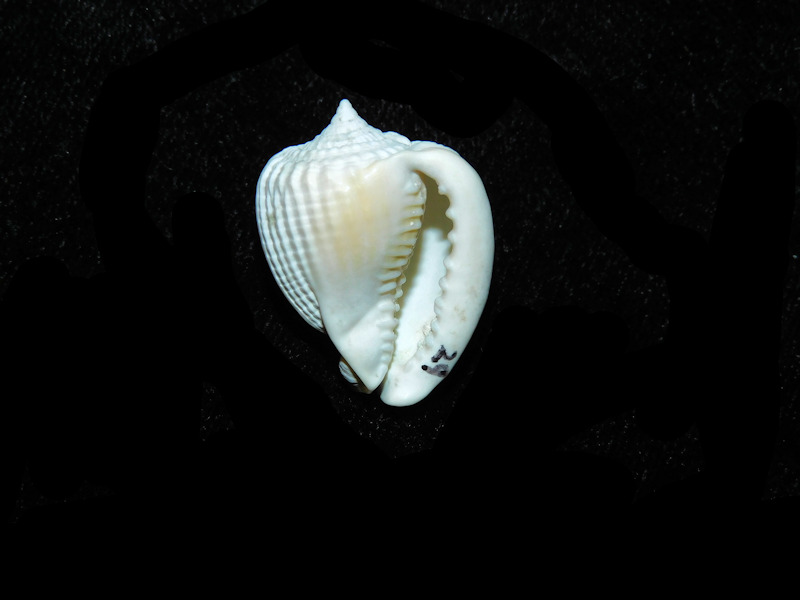 Cassis spinella 24.77mm."Fossil Miami Aggregates"#700936 - Click Image to Close