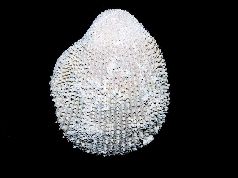 Agnocardia spinosifrons 3 1/8” or 78.33mm. Full Rare Pair#16891 Agnocardia spinosifrons 3 1/8” or 78.33mm. Full Rare Pair#16891