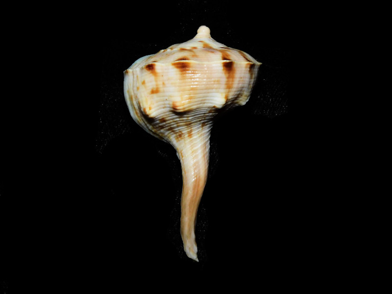 Tudicla spirillus 2 ¼” or 56.71mm."Cuddalore India" LOT#901247JB (image for) Tudicla spirillus 2 ¼” or 56.71mm."Cuddalore India" LOT#901247JB