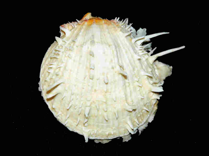 Spondylus americanus 4 5/8” or 114.52mm."Blackthorn" Lot#17956 (image for) Spondylus americanus 4 5/8” or 114.52mm."Blackthorn" Lot#17956