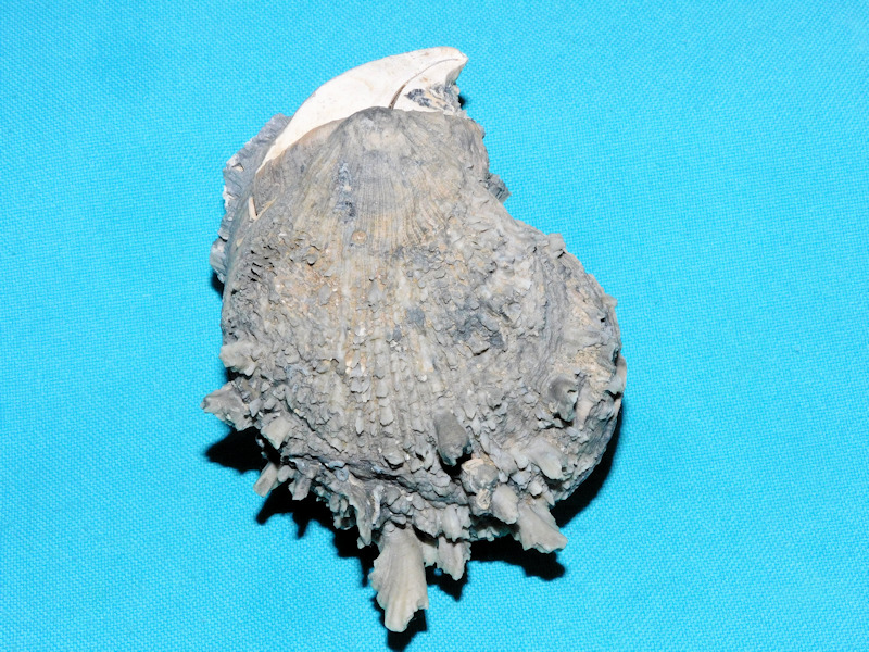 Spondylus rotundatus 3 1/8" or 80.24mm."Ou6tstanding"#16925 Spondylus rotundatus 3 1/8" or 80.24mm."Ou6tstanding"#16925