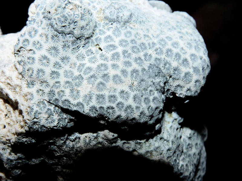 Stephanocoenia spongiformis 3 3/4" or 98.00mm."Ultra-Rare"#17037 - Click Image to Close