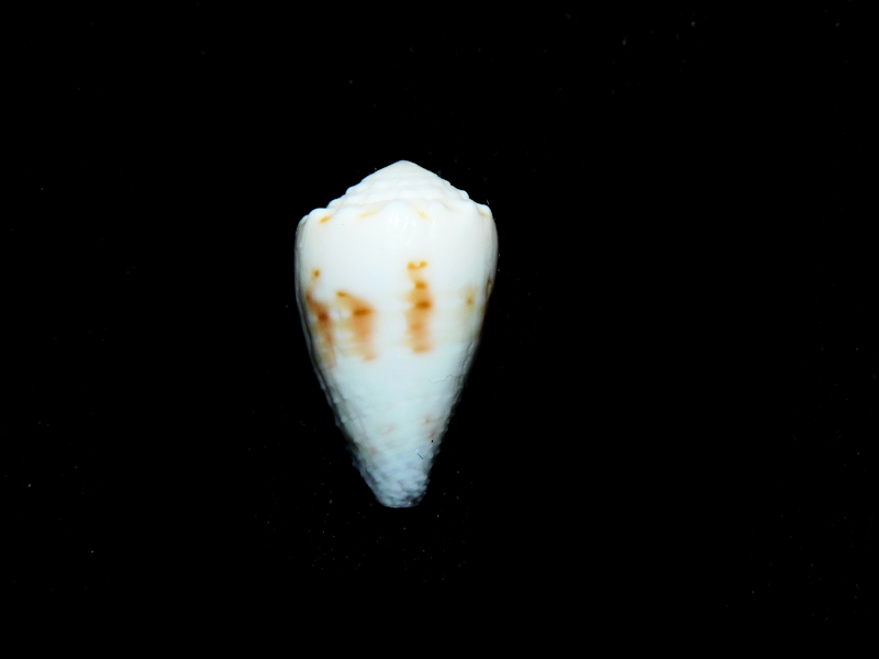 Harmoniconus sponsalis 18.01mm. Guam Lot#16847 Harmoniconus sponsalis 18.01mm. Guam Lot#16847