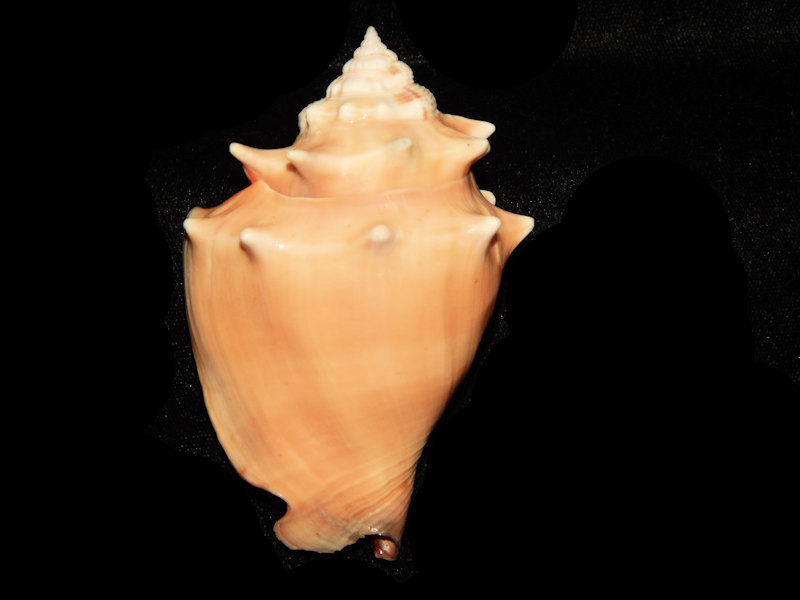 Strombus pugilis 3 5/8” w/o-Florida Keys-Lot#15512 Strombus pugilis 3 5/8” w/o-Florida Keys-Lot#15512