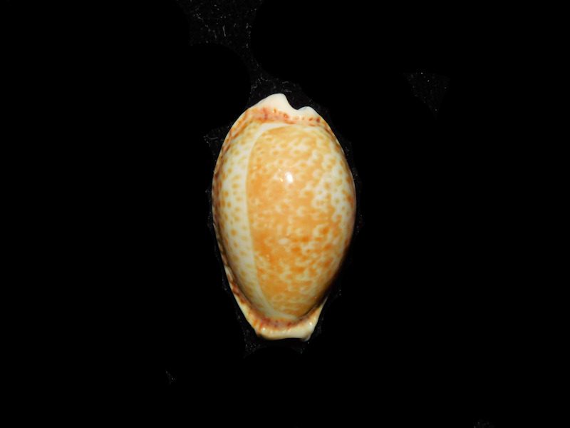 Naria spurca 31.32mm."Lapsi Malta" LOT#901325JB (image for) Naria spurca 31.32mm."Lapsi Malta" LOT#901325JB